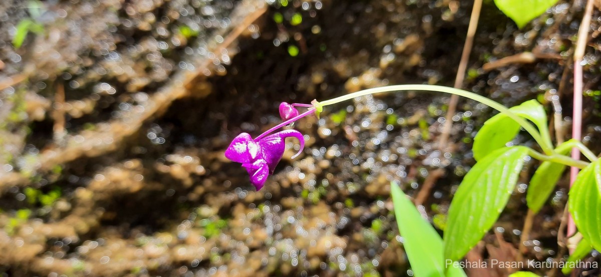 Impatiens janthina Thwaites